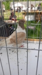 Zdjęcie: Cichowo gm. Dolsk 2019