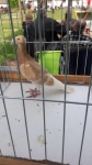 Zdjęcie: Cichowo gm. Dolsk 2019