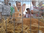 Zdjęcie: X pokazie zwierząt gospodarskich i domowych w Benicach